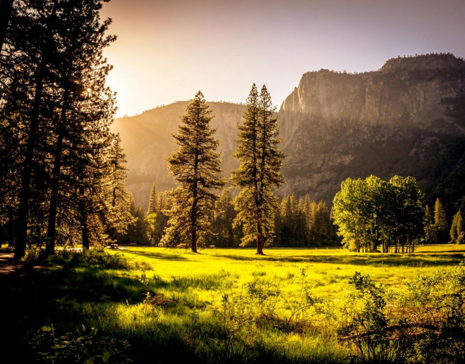 Sunlit meadow with forest and mountains